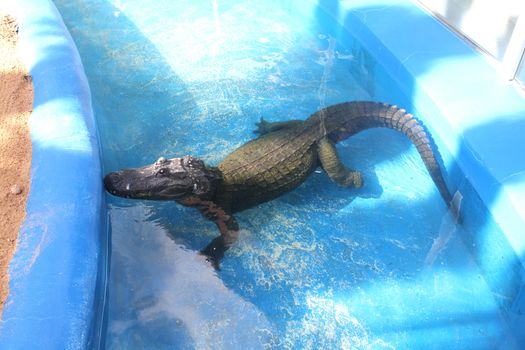 Alligator in blue water