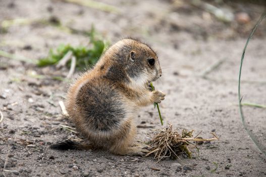 small cynomys mammal eating grass