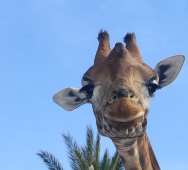 Portrait of a giraffe against a blue sky