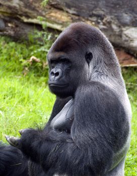 gorilla sitting and resting