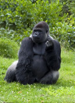 gorilla sitting and resting