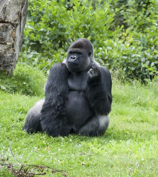 very big male gorilla showing middle finger