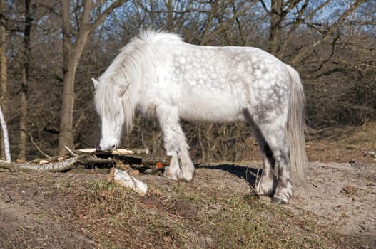 white horse eating bark