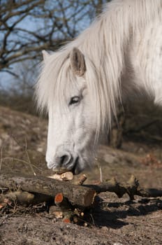white horse eating bark