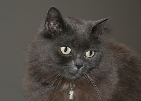 maine coon cat with brown background