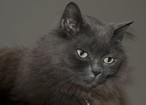 brown maine coon cat  pet