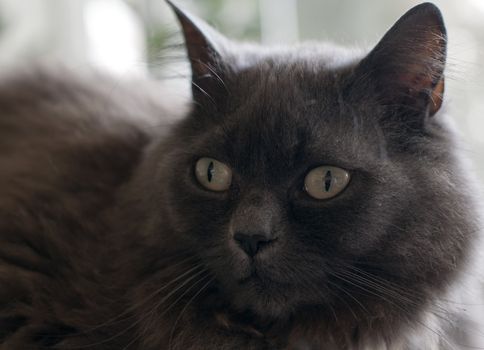 brown dark maine coon cat close up 