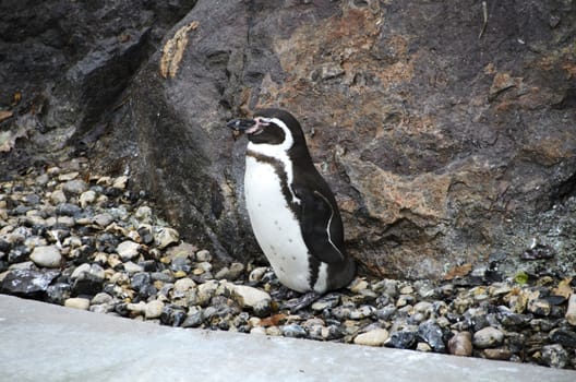 Humboldt penguins resting on the mountain while waiting for food