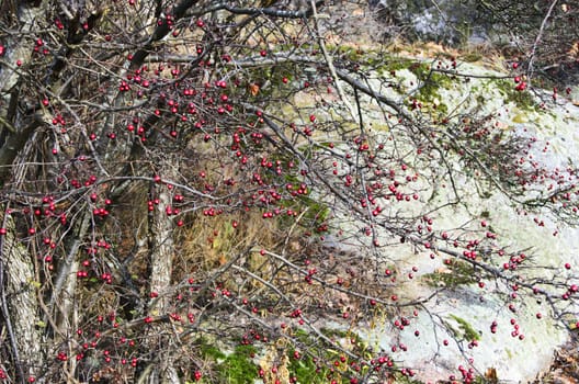 Trees in the autumn only those red berries left