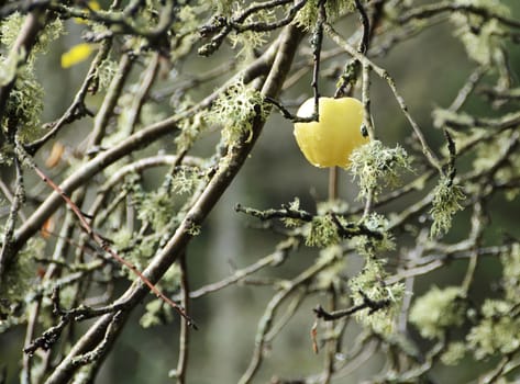 The last apple on the tree for this season
