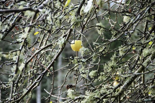The last apple on the tree for this season