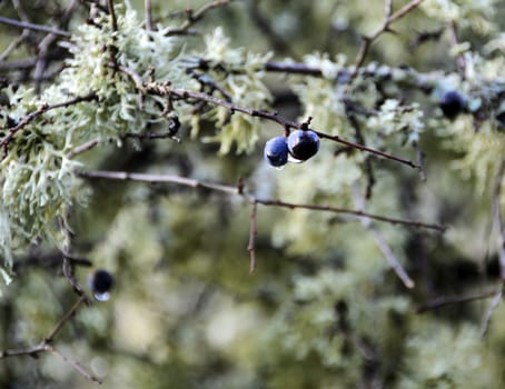 the last humid loans berries after a frosty night