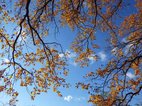 autumn forest background in a sunny day