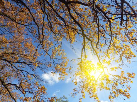 autumn forest background in a sunny day