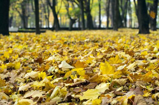 Background group autumn orange leaves.