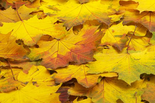 Background group autumn orange leaves