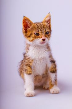 A small lovely cat over white background