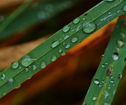 background detail dewy autumn grass green color