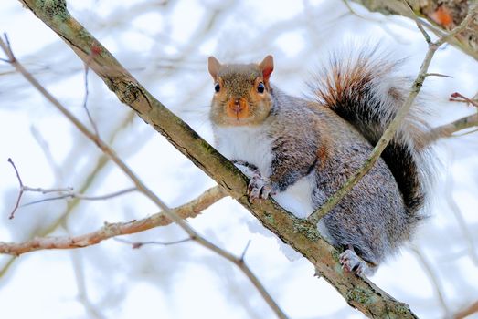 A grey squirrel perched on a tree branch.