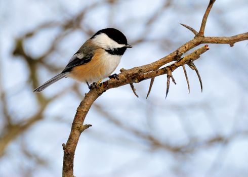 Black-capped Chickadee perched on a tree branch.
