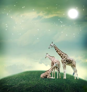 Three giraffes relaxing on the fantasy landscape