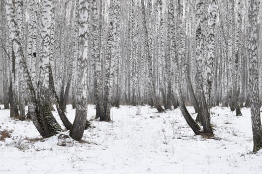 birch wood in the winter.