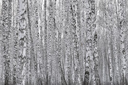 birch wood. background.