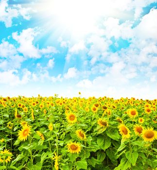 sunflower field and cloudy sky