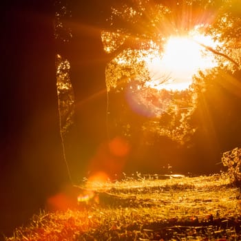 sunset in backyard with spider web shining on grass