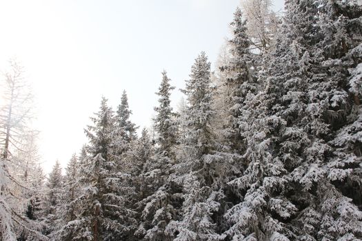 Winter forest in mountains with snowy firs