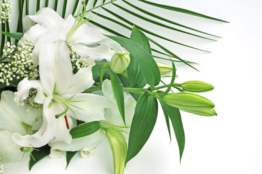 White lily flowers over white background