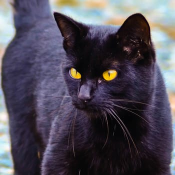 black cat with glowing yellow eyes