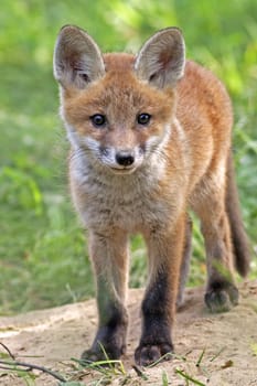 Young fox in the wild, in the clearing.