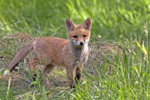 Young fox in the wild, in the clearing.