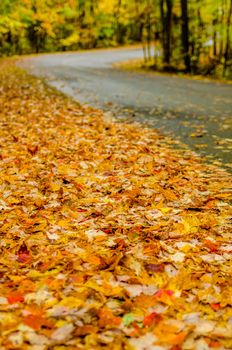 autumn country roads covered with yellow leaves in november