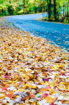 autumn country roads covered with yellow leaves in november