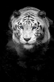 Black and white portrait of a White Tiger