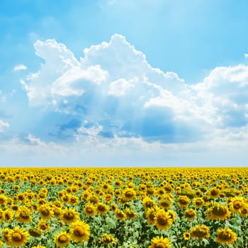 cloudy sky and sunflowers field