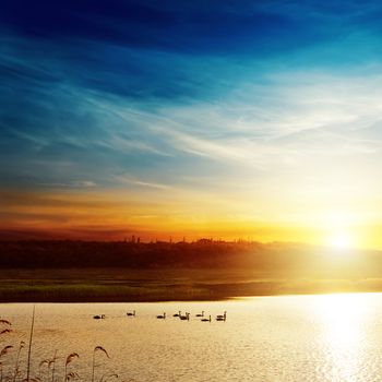 sunset over lake with swans