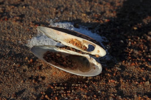 Shell on beach sand. Gulf of Finland. mussels