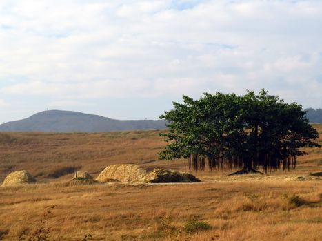 A lonely banyan tree standing alone in a grassy countryside in India.                               