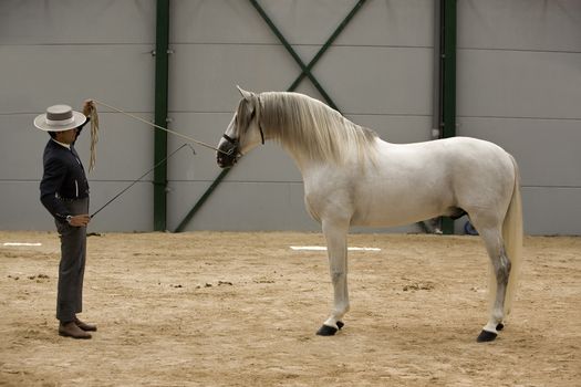 Spanish purebred horse competing in dressage competition classic, Spain