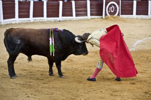 Ubeda, Jaen province, SPAIN - 4 october 2008: Bullfighter Manuel Benitez El Cordobes  put your head between the horns of a bull in act of courage in the Bullring of Baeza, Jaen province, Andalusia, Spain