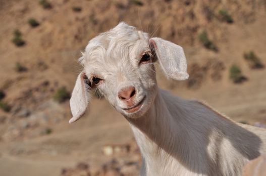 Young white goat looking in to the camera