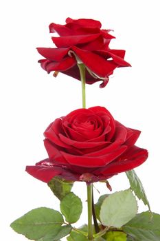 Two red roses isolated on white background