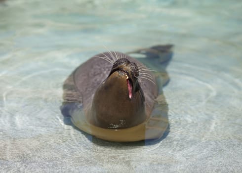 seal lies in the water and basking in the sun