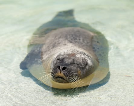 seal lies in the water and basking in the sun