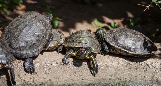 Turtle family is calming on the stone in small pond.