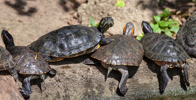 Turtle family is calming on the log in small pond.