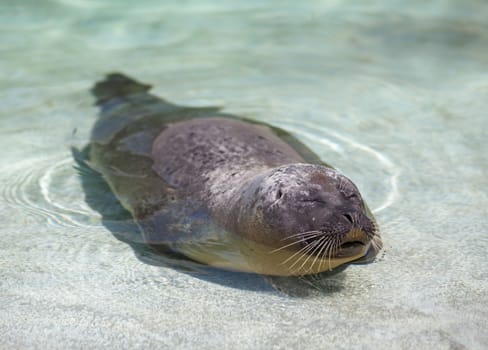 seal lies in the water and basking in the sun
